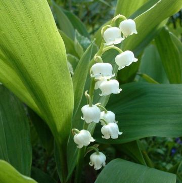medium_muguet_22.jpg